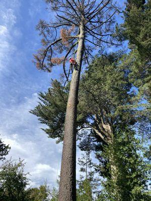 A Plus Tree climber.