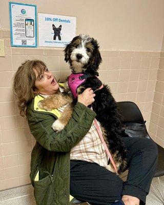 dog in exam room