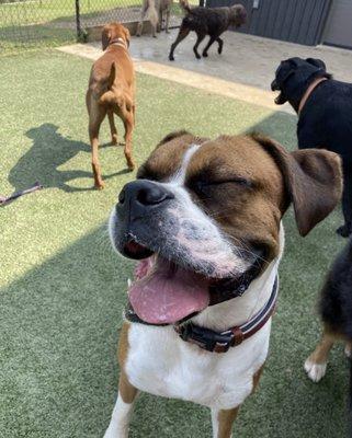 Jax the boxer having a grand ole time with the other doggos! Showing off his smile