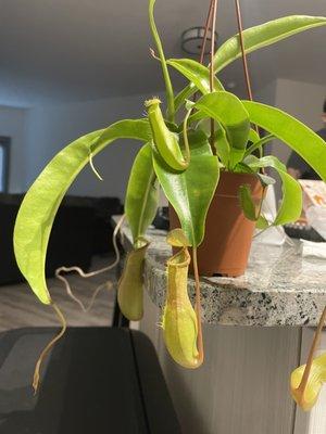 Pitcher Plant