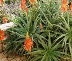 Aloe succulents