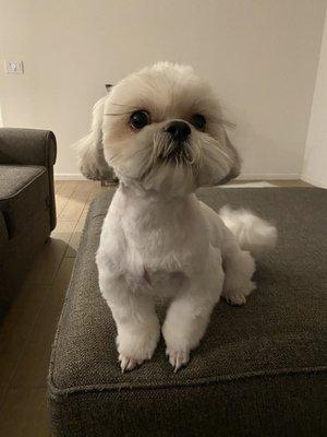 Rocky the Shih Tzu