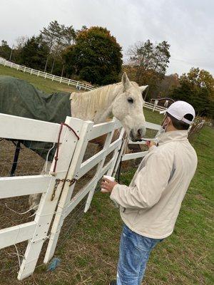 Feeding horse carrots with shovel.