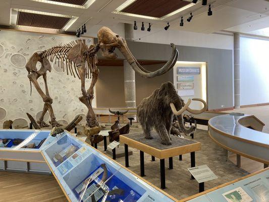 close up view of mammoth exhibit