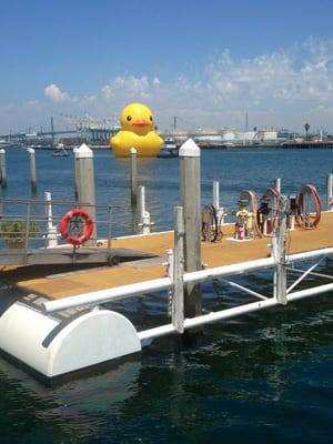 Rubber duckie at TJC