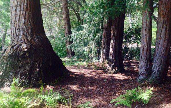 The redwood grove in the native plant garden.