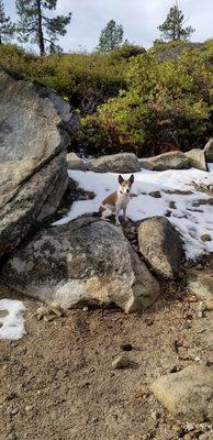 Molly getting some exercise in the mountains.