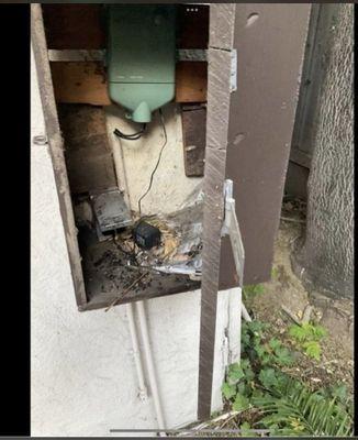 Rat feces in utility box of patient residence.