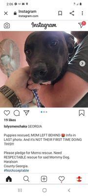 She took the money making puppies and left the mom to Die.. this is NO RESCUE..more like a puppies FLIPPER..