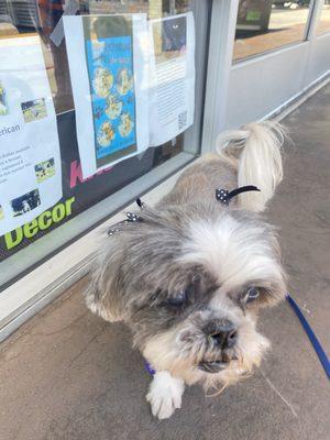 My senior Shih Tzu at Elliot's