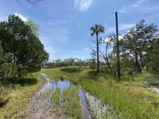 Marsh view