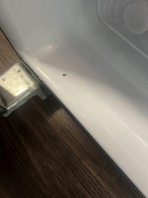 Bugs in my refrigerator that's just one have more pic had to throw away my food