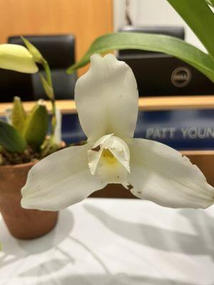 Member orchid of a Lycaste