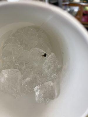 A bug frozen in my ice