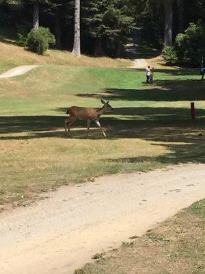 resident deer