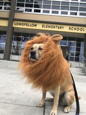 Pumpkin is Longfellow's unofficial mascot she greats the kids before and after school most days.