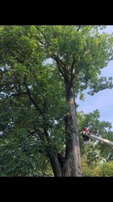 Are you looking for a tree company to help with the removal of branches that are high up? Tree Pro...