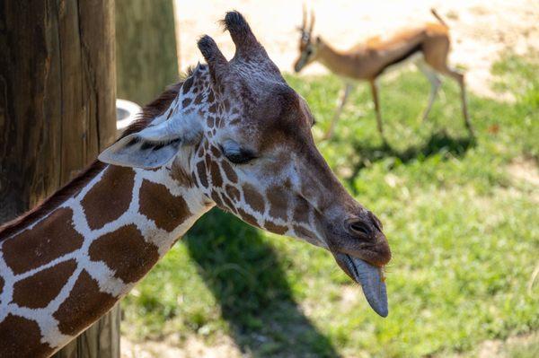 Peoria Zoo