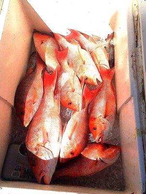 Red snapper weekends