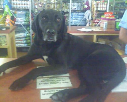 Here's Dorie (sp.) sitting on the counter @ Whole Pets!  Very sweet dog!