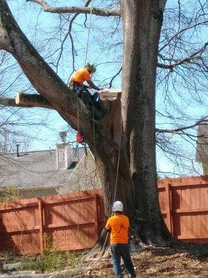 Blair and Company Tree Care