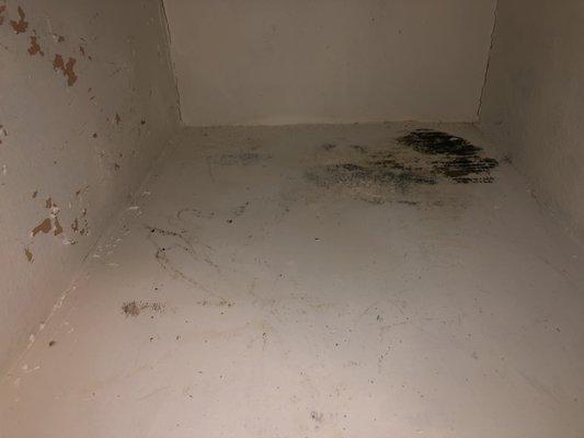 mold in kitchen cabinet