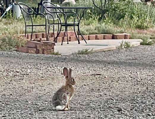 Drive slowly.  Lots of bunnies.