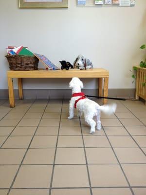 Missy explores the front office!