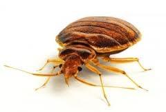 Bed bugs are a growing concern, if you travel you have a high risk of bringing them into your home.