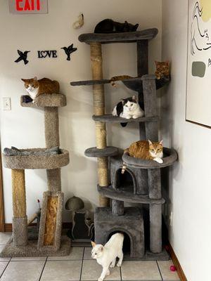 Kitty tree