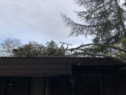 McClenahan's tree remover bringing out a piece of wood that he said went 18" into the roof.