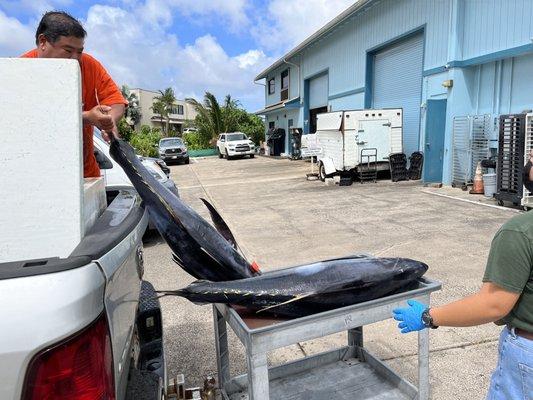 Doesn't get much fresher then "just off da boat" tuna!  Marks is the most consistent, local and fresh establishment maybe in the islands!