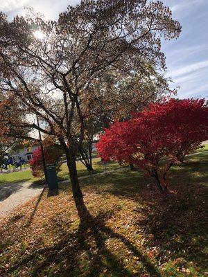 Sidewalk leading back to library