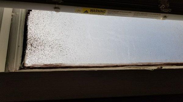 Black mold on window