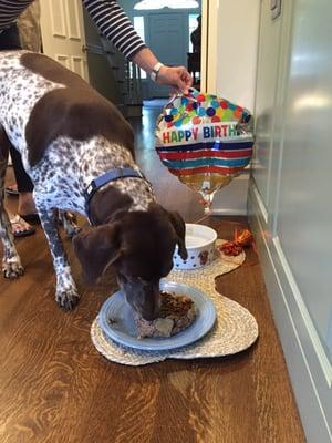 Happy 10th Birthday Cayman! He ate the treat off the top first