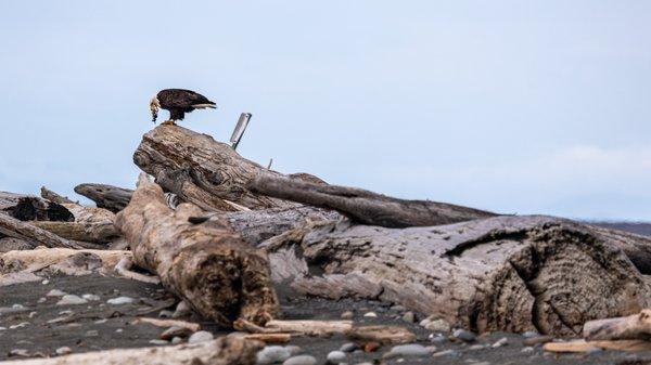 Dungeness Spit Trail