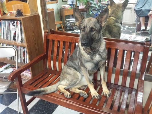 Lena the shop pup.