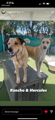 Hercules and his friend at Laughing Dog Inn. (courtesy of LDI Instagram)