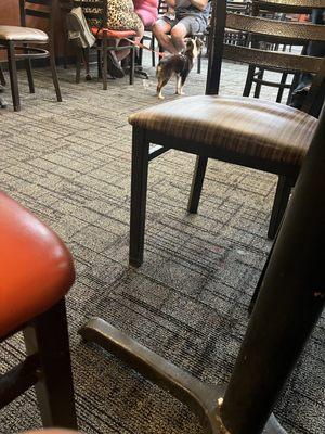 The dog at the restaurant.