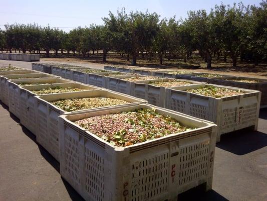 View of the 2011 Pistachio Harvest