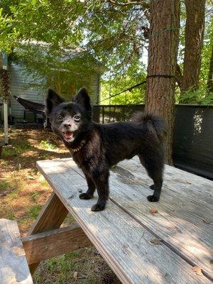 Taz after a groom!