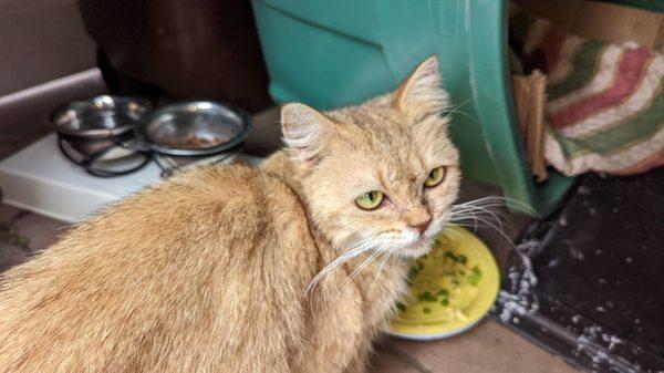 09-24-2022 Destiny showing appreciation for her breakfast, scrambled eggs and green peas.