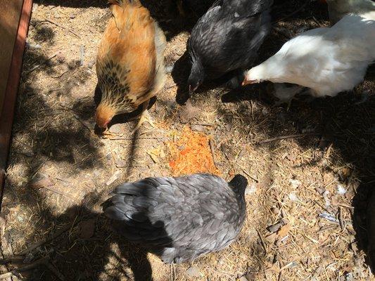 Pad Thai for the chickens. Yes, that's how it looked on the plate. Look at those dubious looks from the hens...and they love everything food