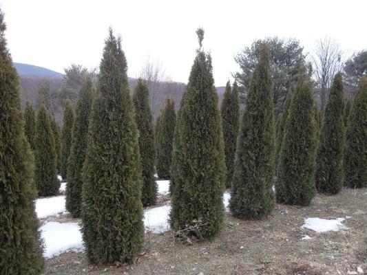 arborvitae trees our specialty