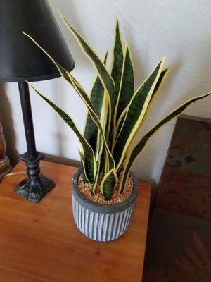 A plant I bought recently