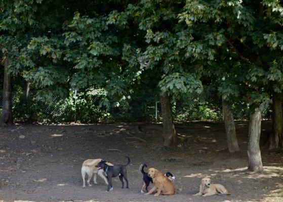 Valley Street Dog Park