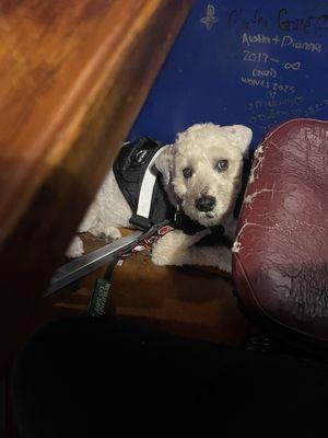 My dog under the table in the appropriate place for a working dog.