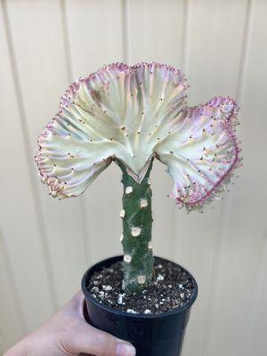 Mermaid tail cactus