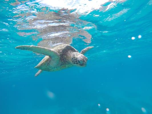 Sea Turtles live in Kailua Bay year round.