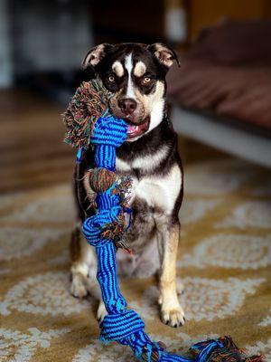 Just a pup and his rope